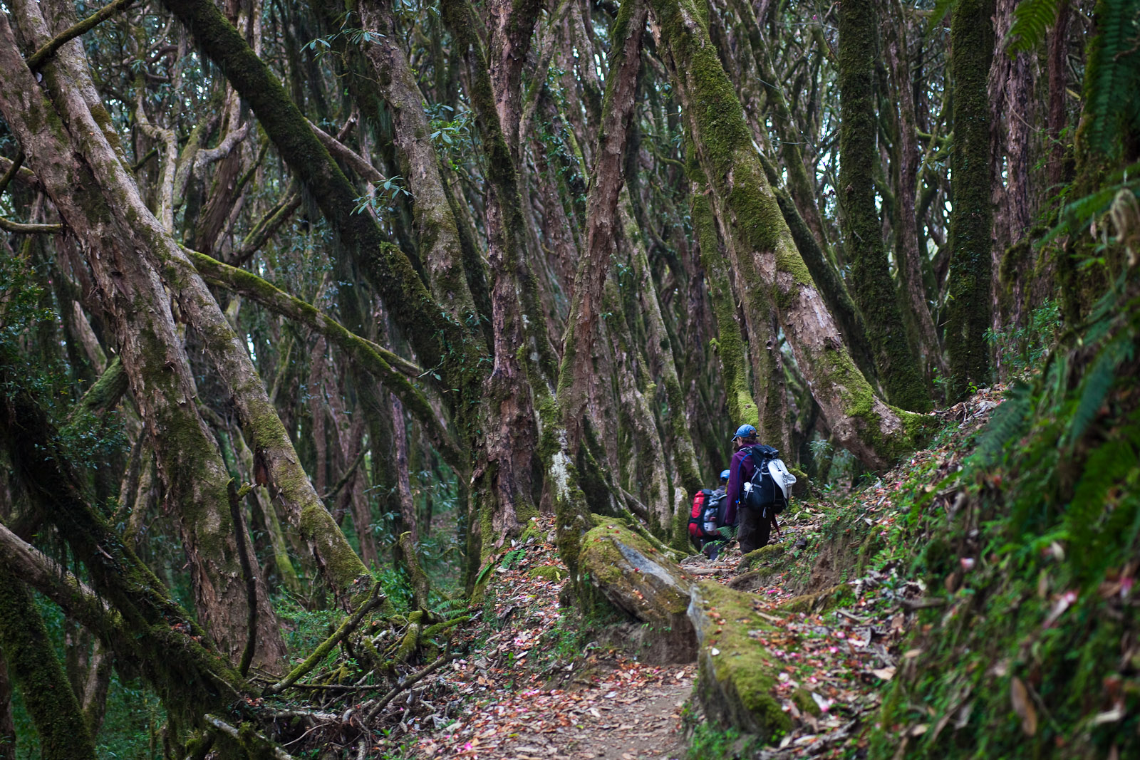 Chitwan Safari Experience gallery 3